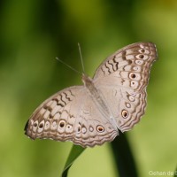 Junonia atlites Linnaeus, 1758